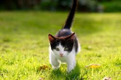 开云体育在线-维斯塔潘神级演出点燃赛场，迈凯伦绝境逆转哈斯车队