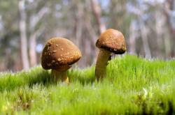 开云体育中国-总决赛的隔空对话，当戈贝尔的欧洲之夜，照亮热火的达拉斯征途