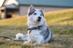 开云sport-萨内在F1揭幕战带走佛罗伦萨的加纳，当足球精灵在赛道上接管比赛