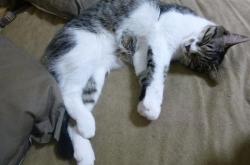 开云体育官网-范乔丹弑旧主！0.8秒窒息绝杀，公牛险胜快船关键先生诞生