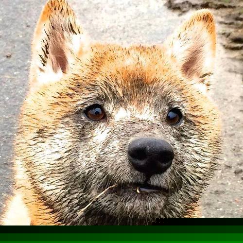 银箭破红，皮亚斯特里领衔迈凯伦开启颠覆性时代