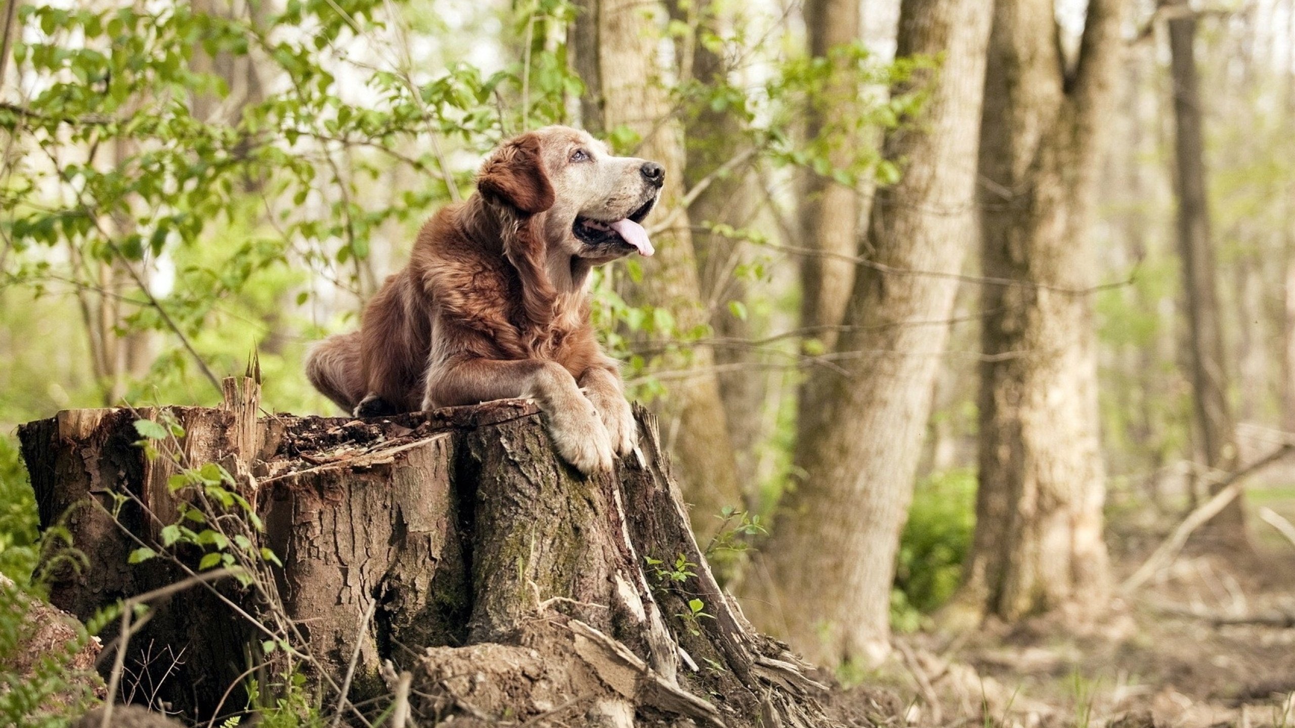 绝杀背后的冰与火,日本队逆转与郑思维燃烧的统治力
