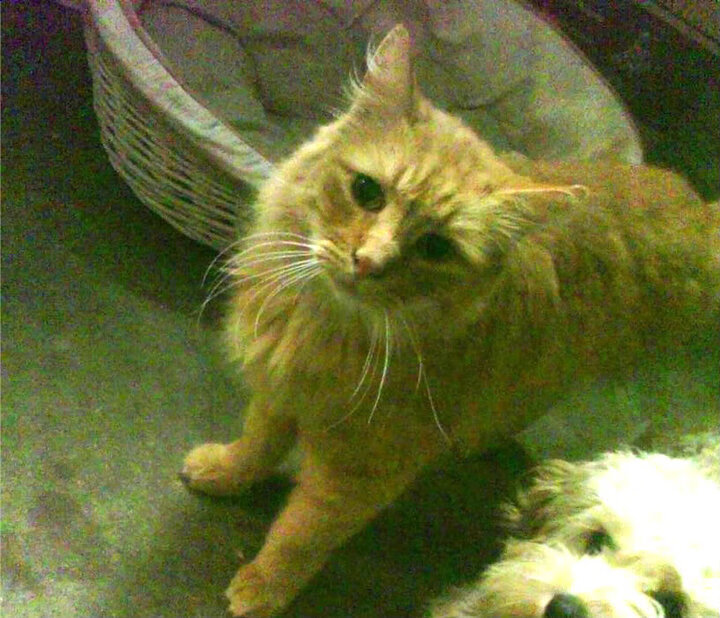 山东魔术客场掀翻新疆,陶汉林内线翻江倒海