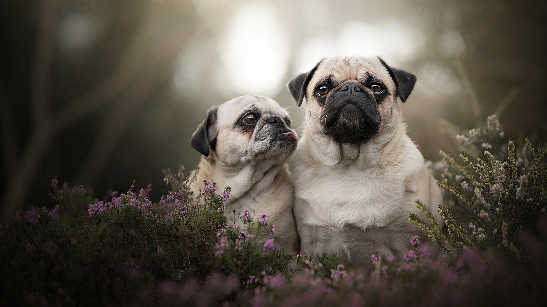 平行时空的绿茵对话，当拉齐奥对阵摩洛哥，哈弗茨导演虚构高光