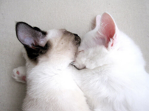 逆袭时刻，替补奇兵武切维奇绝杀封神，76人终结雄鹿连胜神话