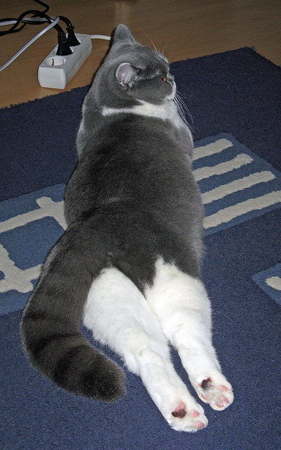 掌控的艺术，卡塔尔的战术节拍器与布鲁诺的登顶时刻