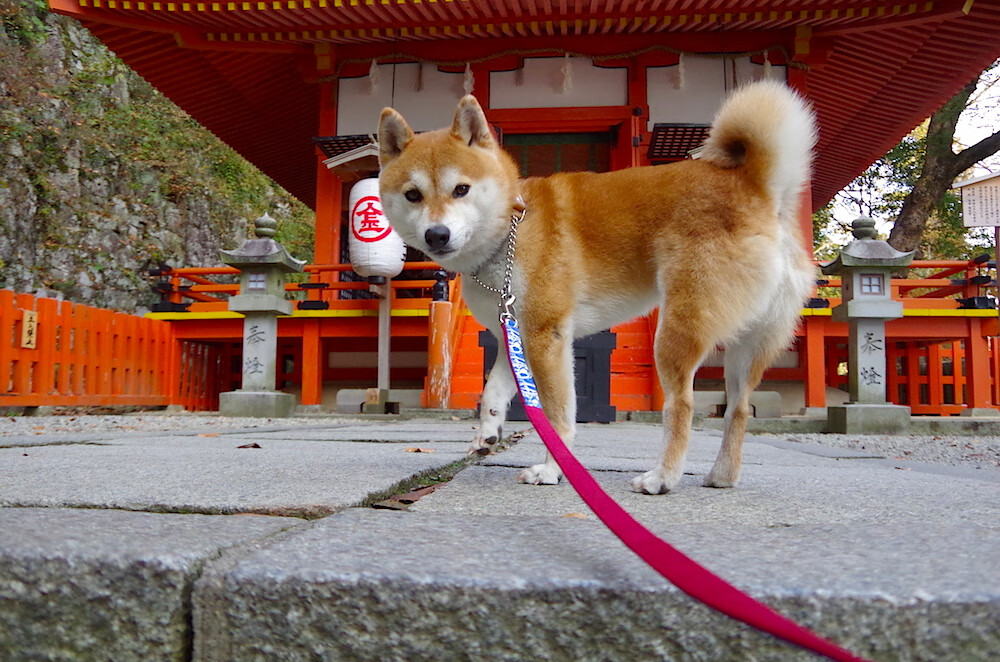 武切维奇化身高原狙击手！读秒绝杀广东，冰冷一投撕裂红山体育馆