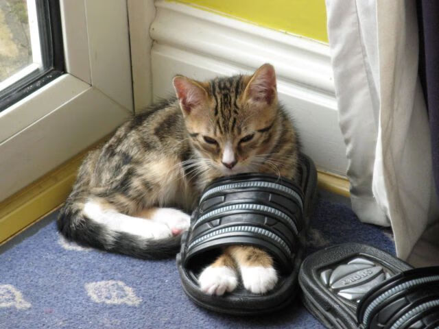 发条橙的节奏绞杀，当布伦森成为节拍器，独行侠让深圳队迷失在自己的时区