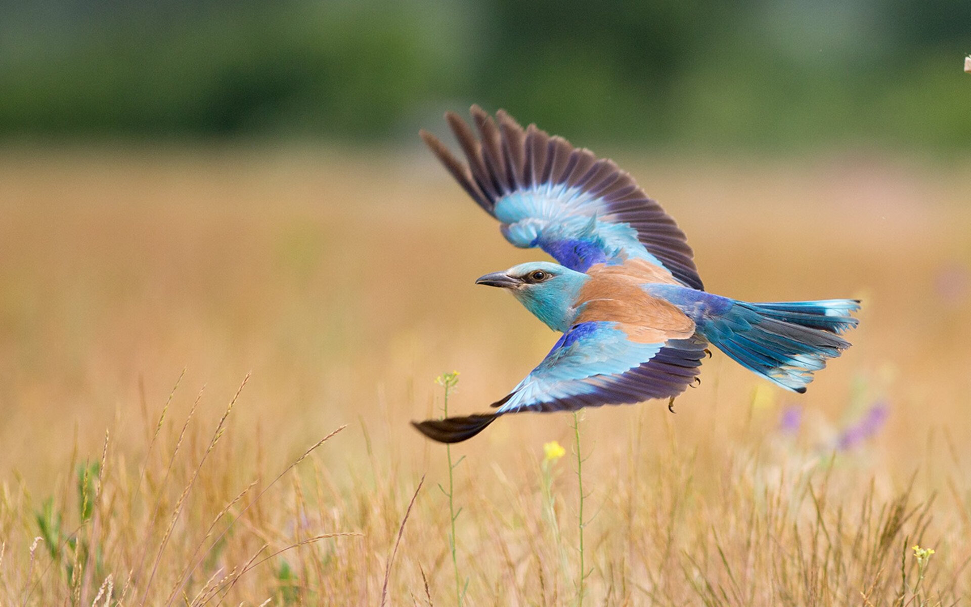 冰火交响曲，拉文独舞夜如何被步行者的锁链绞杀？