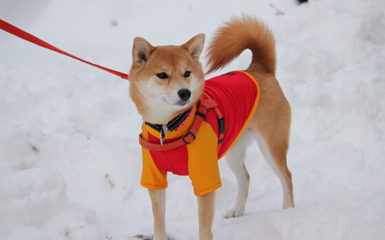 节奏为王,从西甲德比到橙色风暴,足球哲学的双重奏