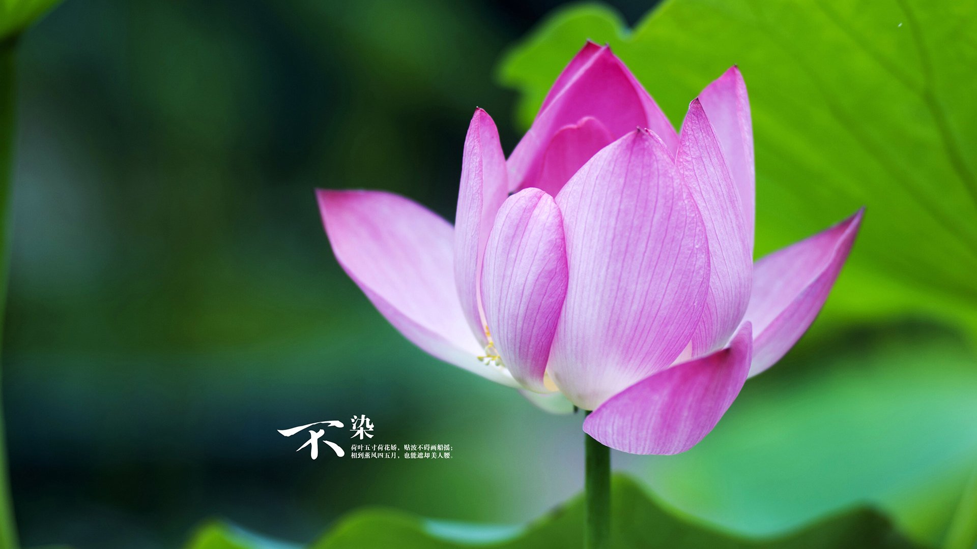 时空裂缝下的绿茵童话,恩佐的锁链与米兰的红色逆流