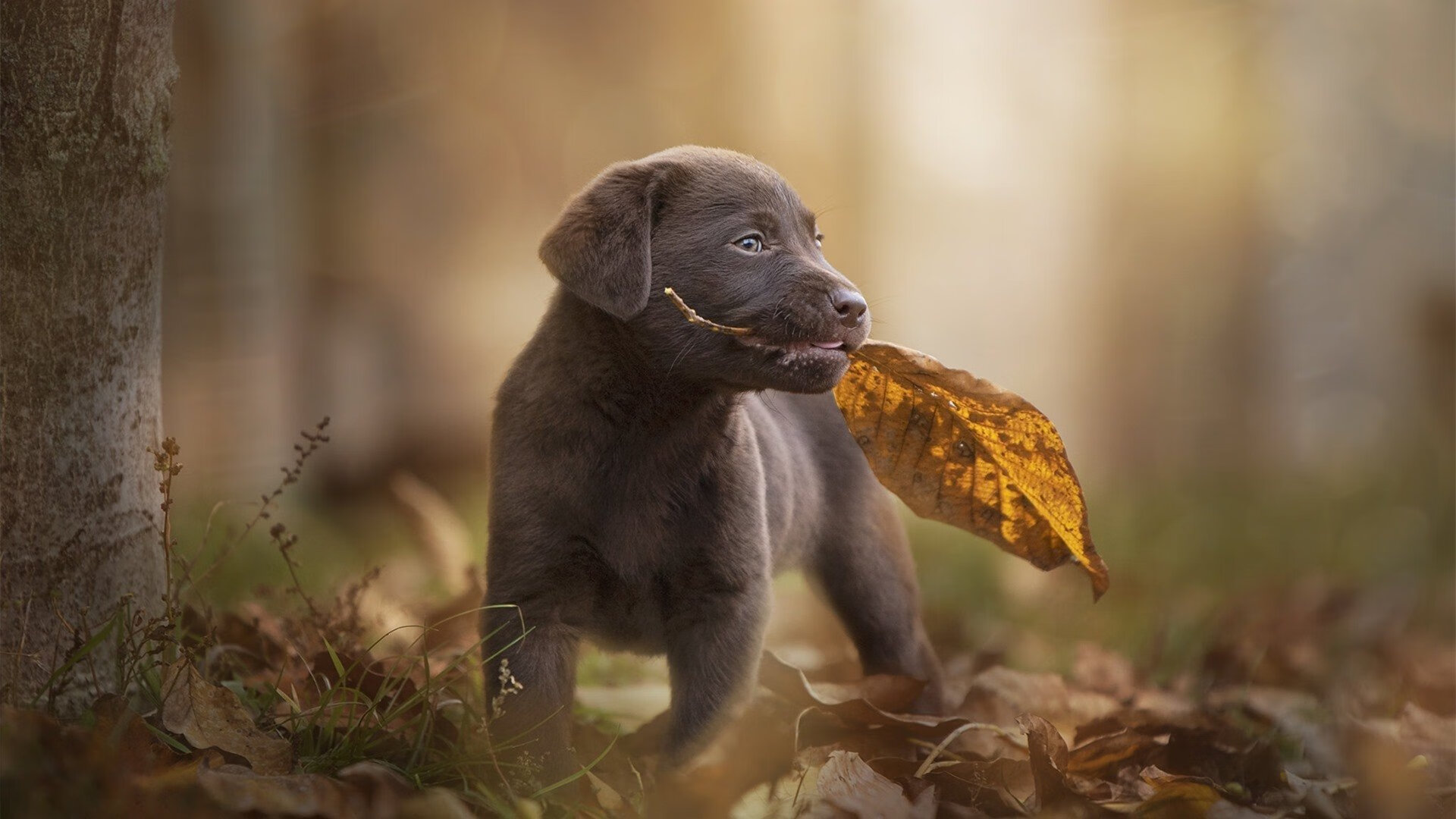 南非铁壁防守决胜抢七,阿根廷攻势遭锁死无缘晋级