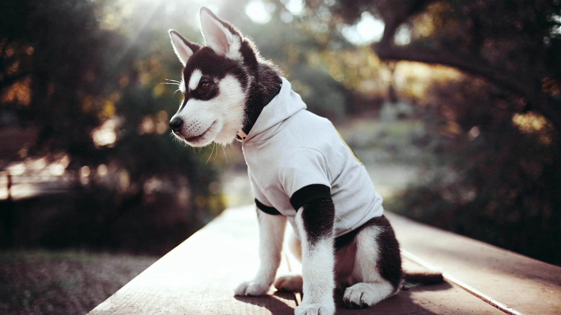 绝境翻盘！利拉德末节接管比赛，国王送爵士耻辱逆转