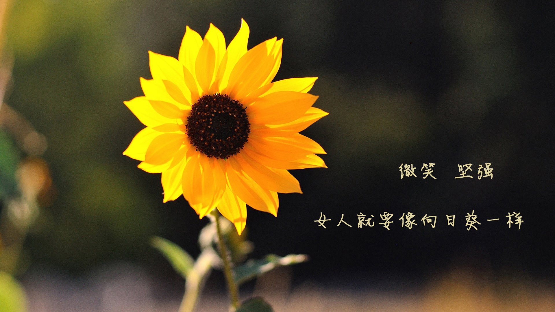 一场荷兰内战中的别样智慧,奥亚尔萨瓦尔的教科书如何在黄色潜水艇上演