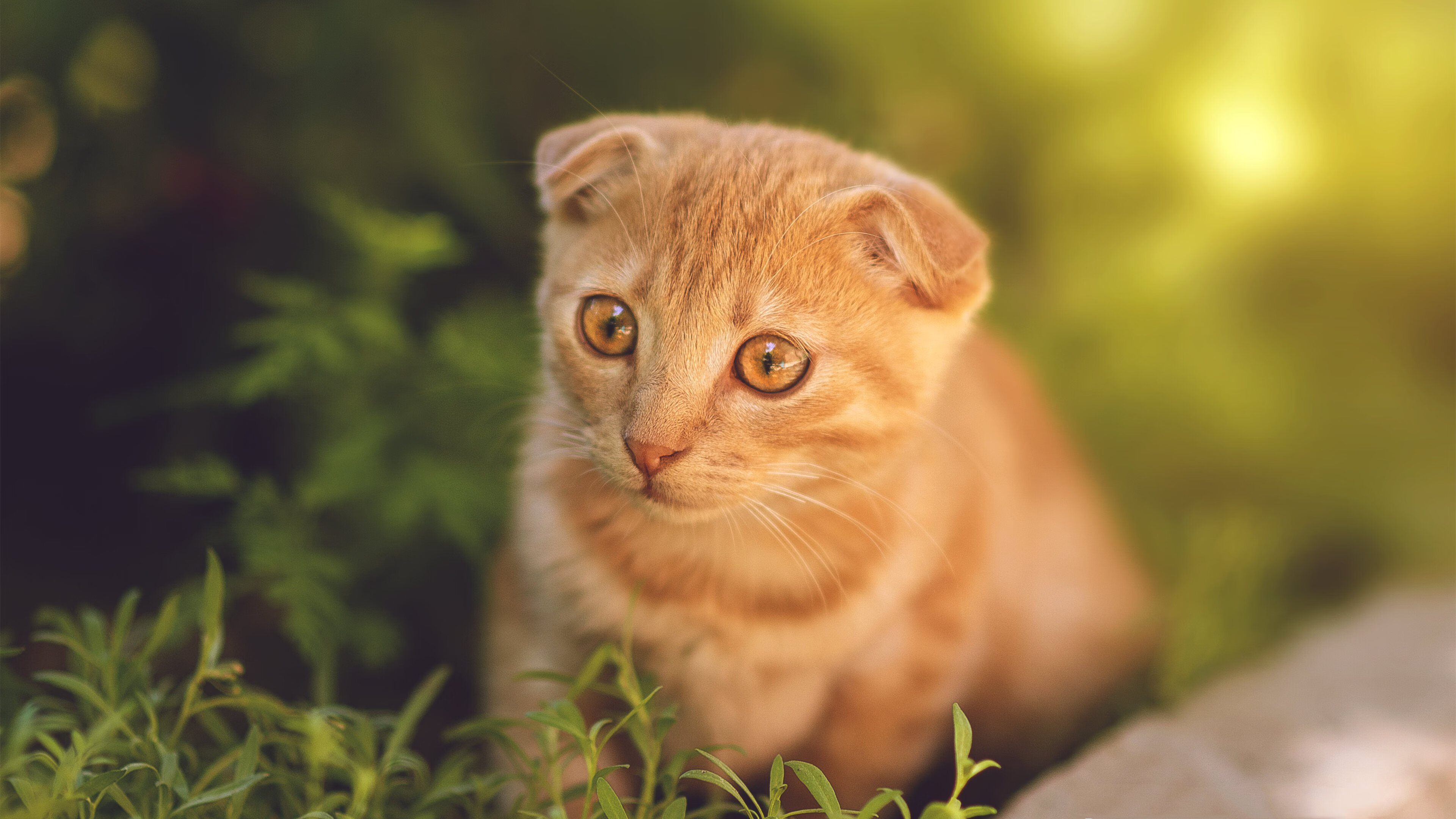 速度与激情，从F1巴林闪电到CBA新疆鏖战