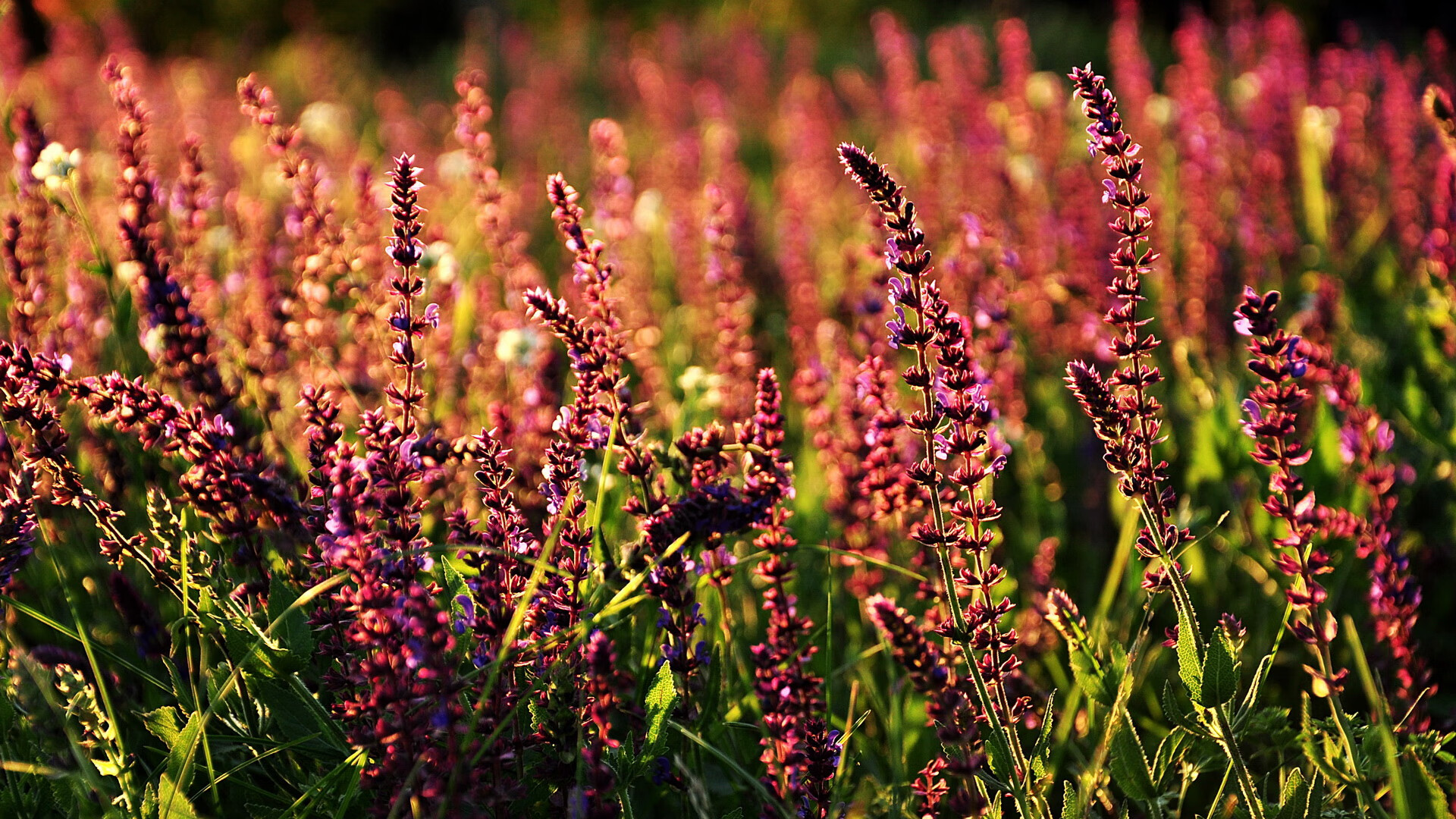 北境狂想曲与安联交响诗，足球双重奏中的唯一性解构