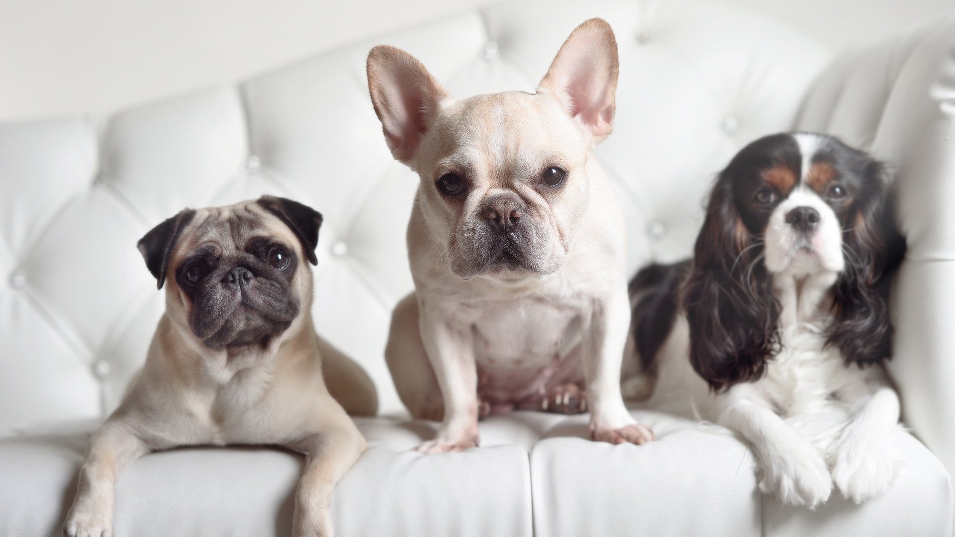 决战时刻的逆袭！雷恩压哨绝杀突尼斯，世界排名争夺战再起波澜