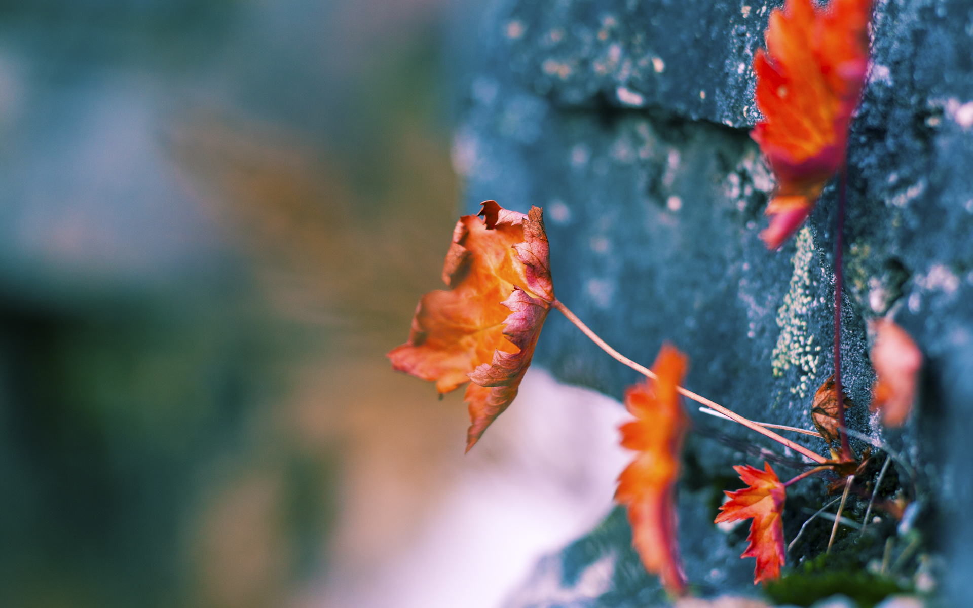 冰与火的赞歌，当北京的锁链缠上密尔沃基，凤凰城的烈焰焚尽丹佛