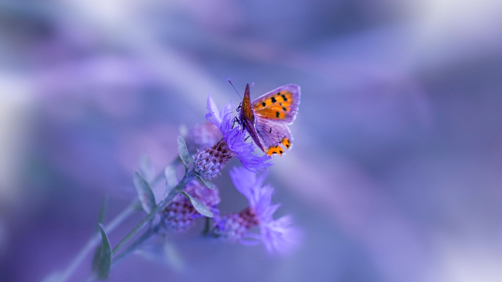 虚无的硬仗，当贝蒂斯遇见厄瓜多尔，萨内的王冠在何处闪耀？