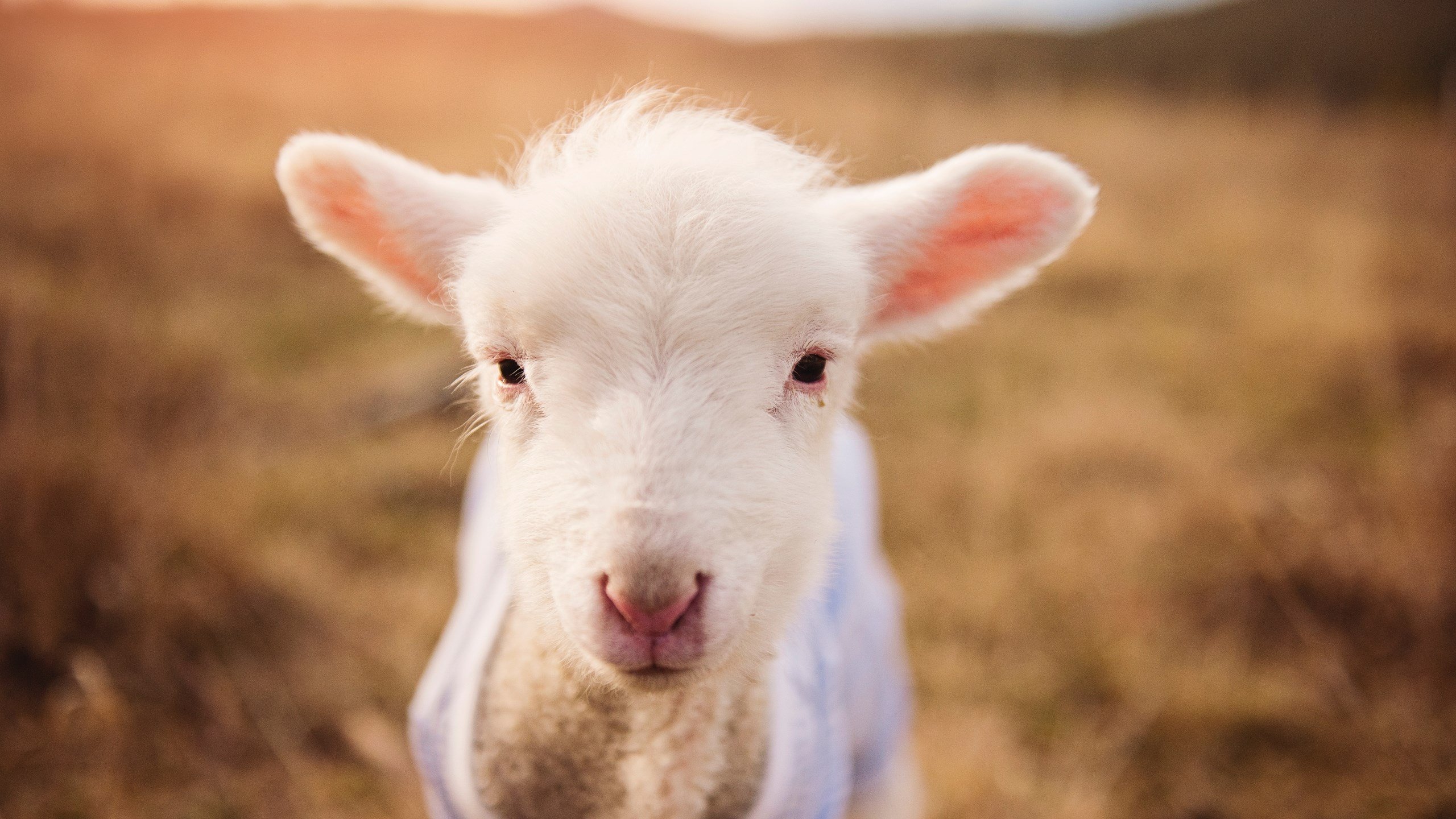 一边是悬崖，一边是星辰，荷兰女足绝处逢生，塞内加尔梦碎奥运门槛