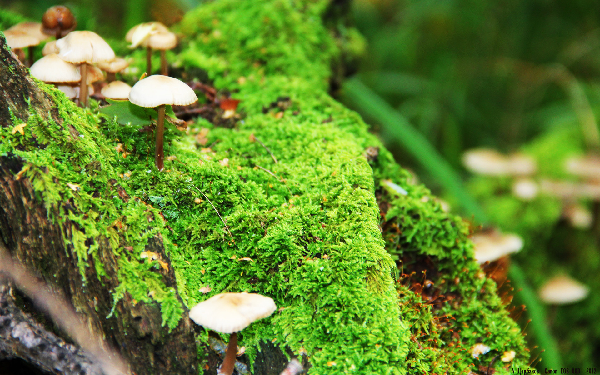 黑衣骑士，当扎克·拉文从时间裂痕中夺走爵士的荣耀