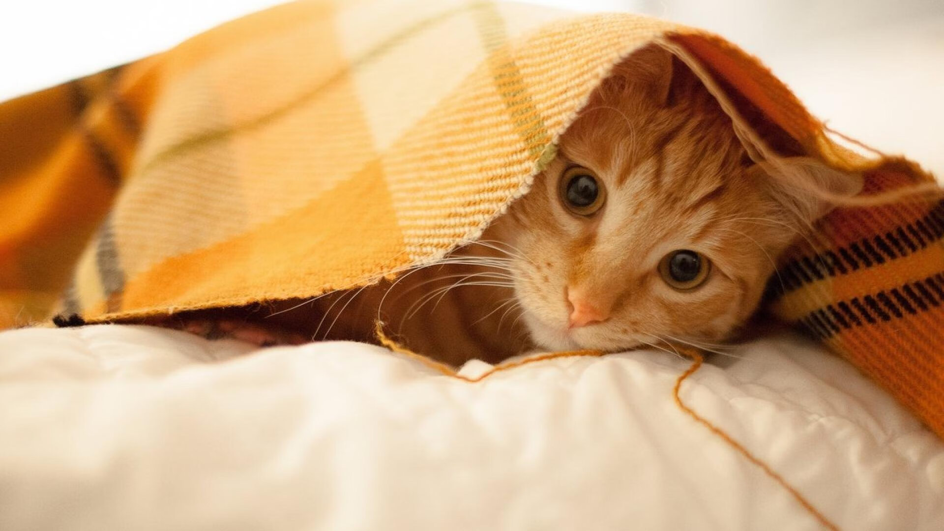 冰与火之歌，从吉林寒冬到世界之巅，乔治的双重觉醒