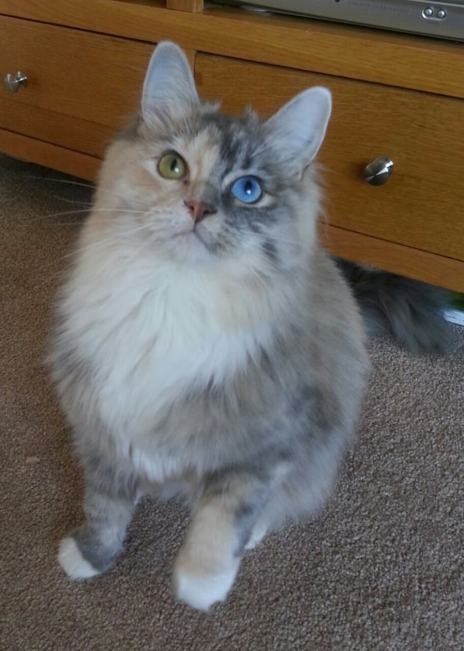 沙漠风暴席卷多哈,2026世界杯八分之一决赛,伊拉克钢铁防线锁死哈兰德,绝杀乌兹别克斯坦书写奇迹